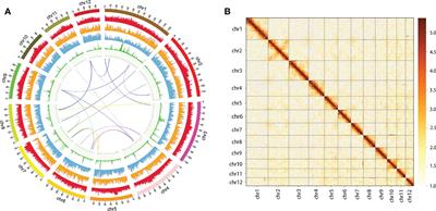 A high-quality genome assembly and annotation of Quercus acutissima Carruth
